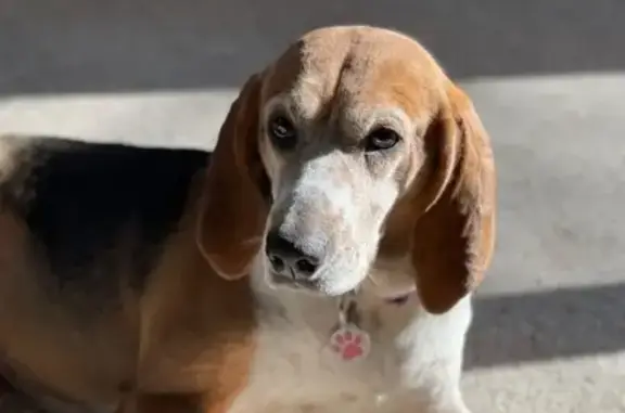 Lost Hound: Spotty & Collared, Lapeer