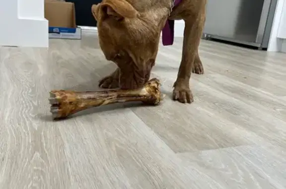 Lost Dog Ariel: Timid, Brown, Pink Harness