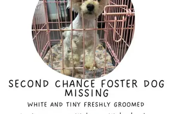 Lost 6lb Dog: Chipped, Do Not Approach