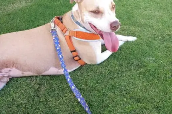 Lost Tan & White Pitbull on N. Tennessee St
