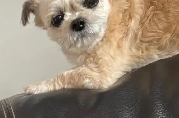 Lost: Small Beige Dog Buddy in Willingboro