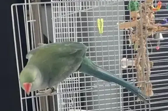 Lost Green Parrot on Ontario Street