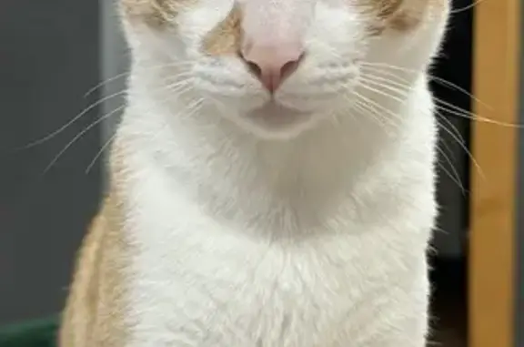 gato perdida