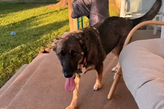 Lost and found pets , photo: Found Brindle Dog with Pink Collar - TX