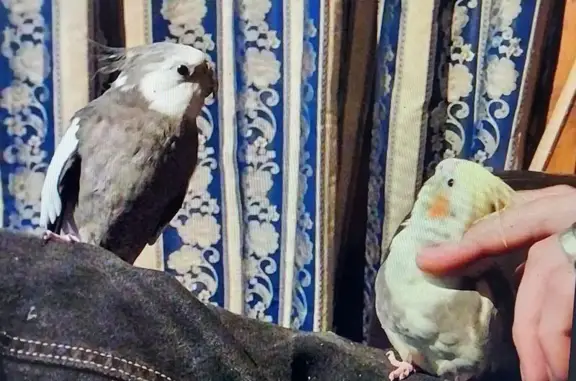 Lost Birds Jasper & Onyx in Salisbury