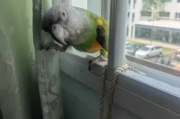 Lost Bird: Kaya, Grey Head & Yellow Belly