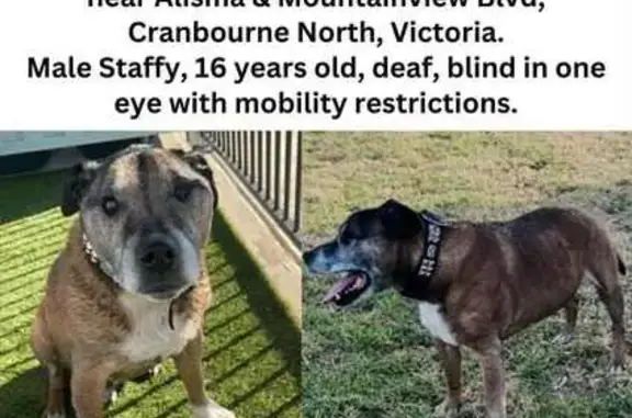 Lost Elderly Brown Staffy in Casey City