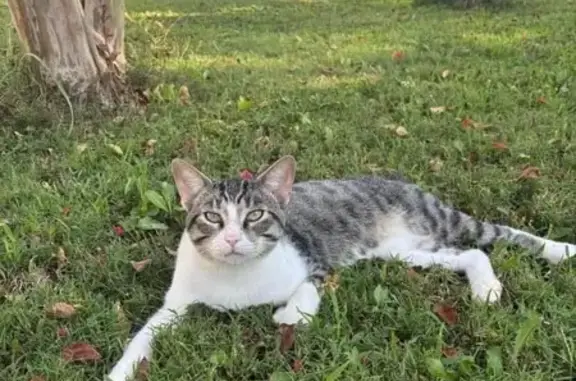 Lost Cat: Gizmo, Bobtail Tabby in Bald Knob