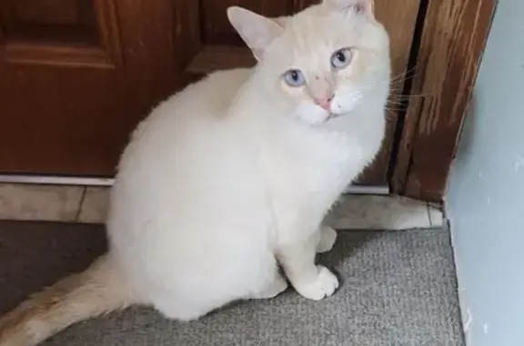 Lost Cat: White with Blue Eyes...