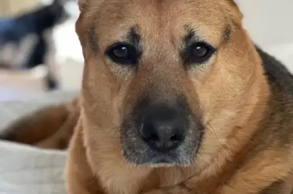 Lost Dog: Friendly, Unique Paws, Huntington