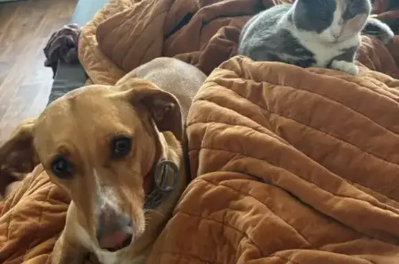 Missing Golden Dog on Layton Ave