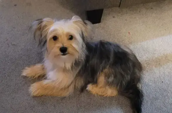 Lost Dog Kane: Yellow & Black, Saint Paul