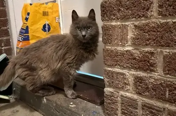 Sweet Gray Cat Found on Main Street