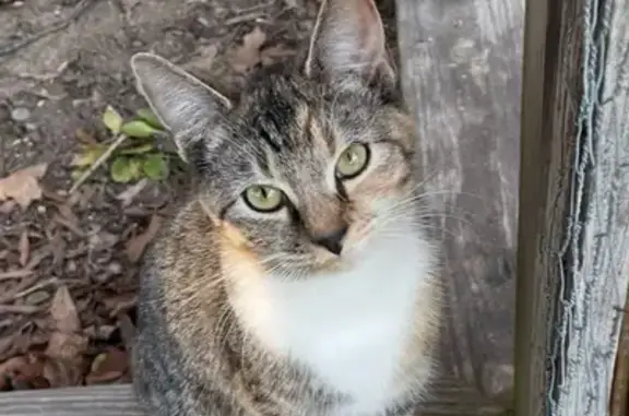 Lost Tabby Cat: Green Eyes, Steepleton Way