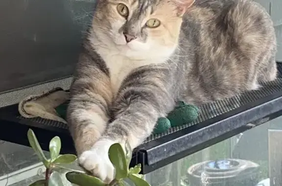 Lost Tortie Tiger Cat: Mercury Dr, Shoreview