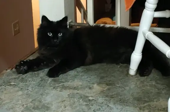 Lost: Big Shy Black Cat in King City