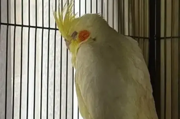 Lost Bird Near Braeside/Dingley Village