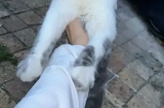 Chat trouvé Nérac, photo: Chaton blanc et gris trouvé à Nérac