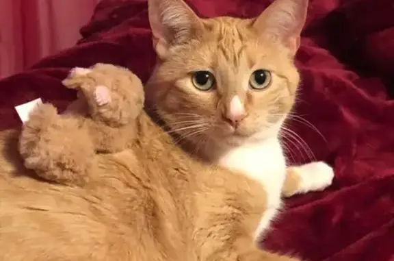 Lost Orange Tabby: Friendly, W...