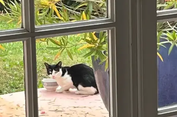 Animaux trouvés Tournefeuille, photo: Jeune chat noir et blanc trouvé à Tournefeuille