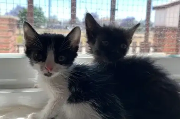 Adorables Gatitos Peludos Buscan Hogar