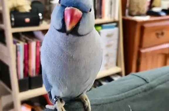 Lost Bird Nippy: Tail Feathers Missing!