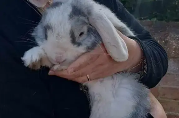 Animaux trouvés Acquigny, photo: Lapin bélier apprivoisé trouvé à Acq