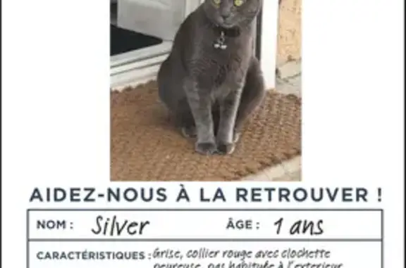Chat perdu, Roquefort-la-Bédoule, photo: Chatte grise peureuse perdue à Roquefort