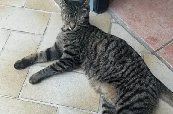 Chat trouvé Jouet-sur-l'Aubois, photo: Chatte tigrée grise perdue à Jouet-sur-l'Aubois