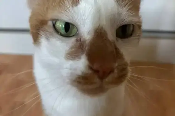 Lost Cat: White & Orange, Green Eyes