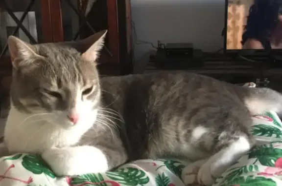 ¡Ayuda! Gato Rayo perdido en Boadilla