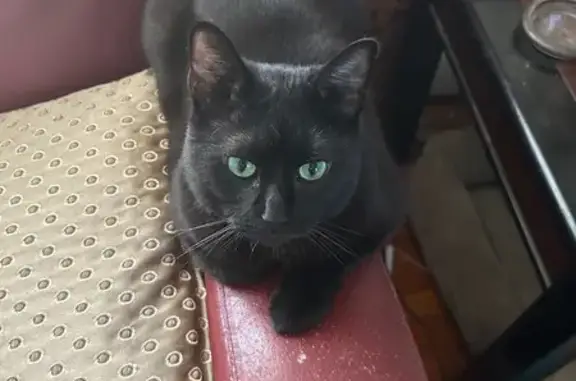 Lost Cat: Black, Lime Green Collar