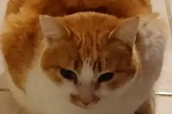 Chatte perdue: Cracotte, rousse et blanche - photo