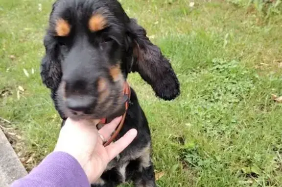Chienne Cocker noire trouvée Rue Latérale - photo
