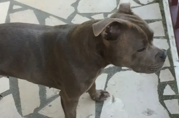 Chien perdu Champigny-sur-Marne, photo : Staffie grise câline perdue à Champigny