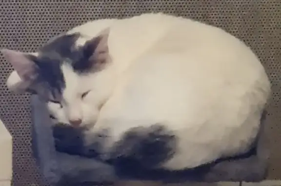 Chat perdu, Bezons, photo: Chat mâle perdu, blanc/tigré, Bezons