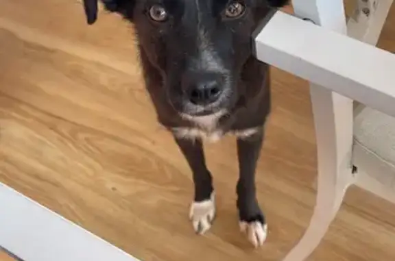 Perro Perdido en Lleida: Arnés Rosa y Verde