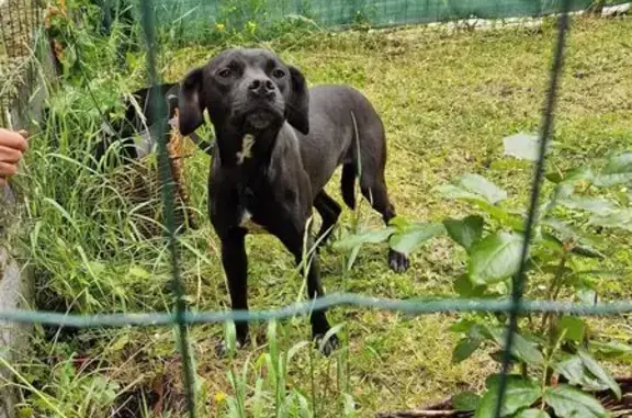 Animaux trouvés Avesnes-les-Aubert, photo: Chien peureux trouvé à Avesnes-les-Aubert