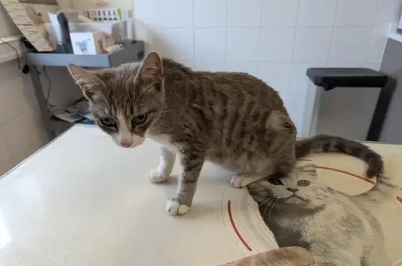 Chatte tigrée trouvée à Olivet - photo