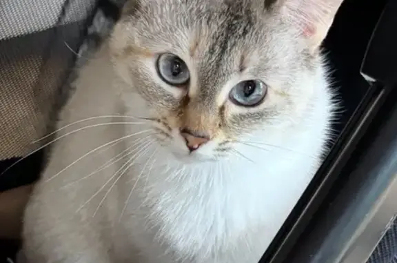 Chat perdu, , photo: Chatte perdue à Poitiers : blanche, yeux bleus