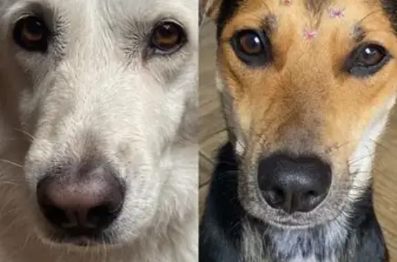 cachorro desaparecida