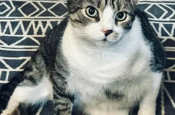 Lost Cat: Gray & Black in Chelette Manor