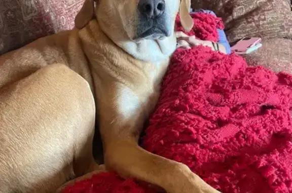 Lost Dog in Limon: Reddish with Scar