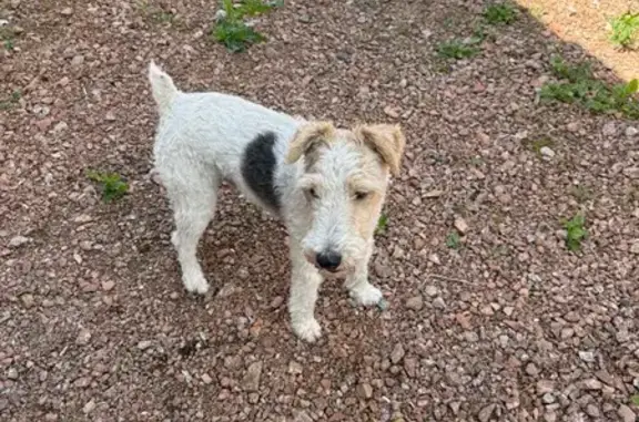 Animaux trouvés Roanne, photo: Fox Terrier crème trouvé à Roanne