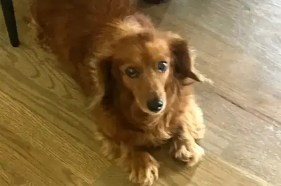Lost 12-Year-Old Brown Dachshund in Gastonia