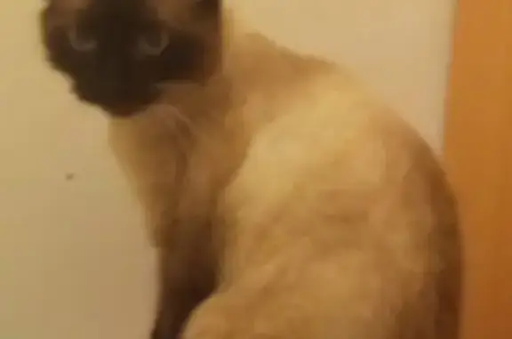 Chat perdu : noir et blanc, peureux - photo