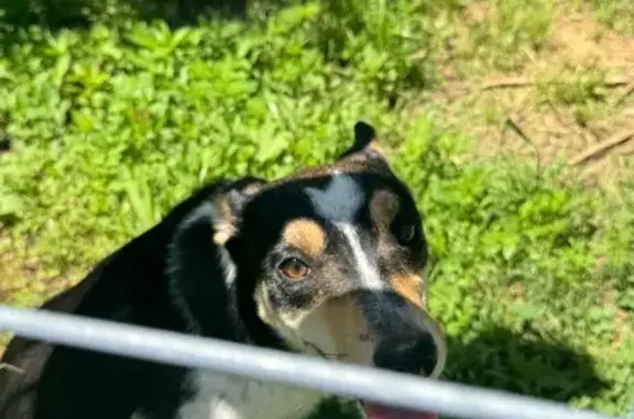 Lost Dog: Henry on Peebles St, 54