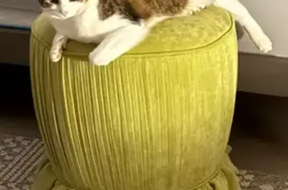 Lost Cat: Grey & White on Clubhouse Dr