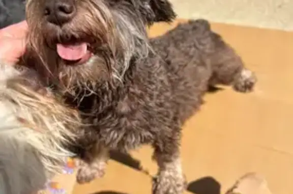 Lost: Brown Mini Schnauzer, Blue Eyes