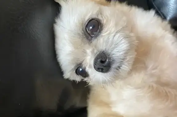 Lost Lion-Colored Dog in Willingboro